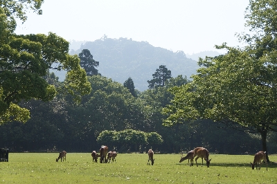 飛火野